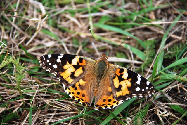 Sconosciuta - Vanessa cardui